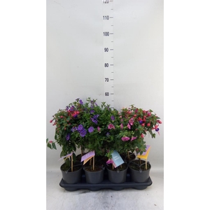 Kuipplanten   ...mix        [Patio]