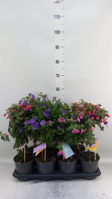 <h4>Kuipplanten   ...mix        [Patio]</h4>