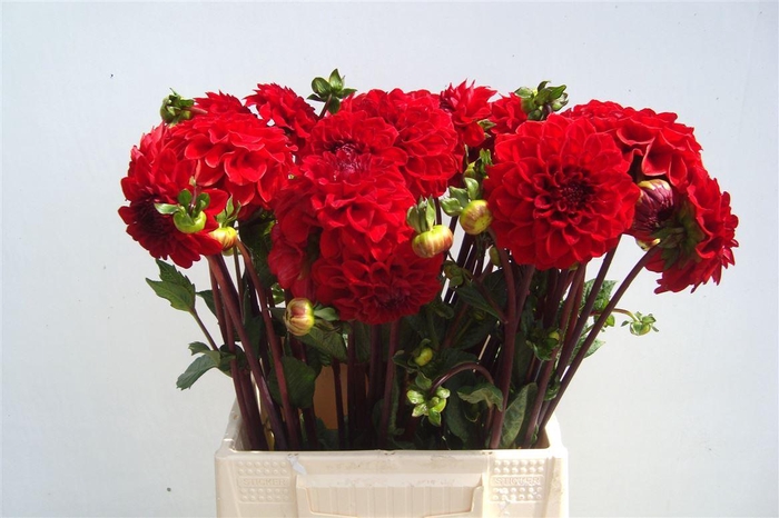 <h4>Dahlia Red Cap</h4>