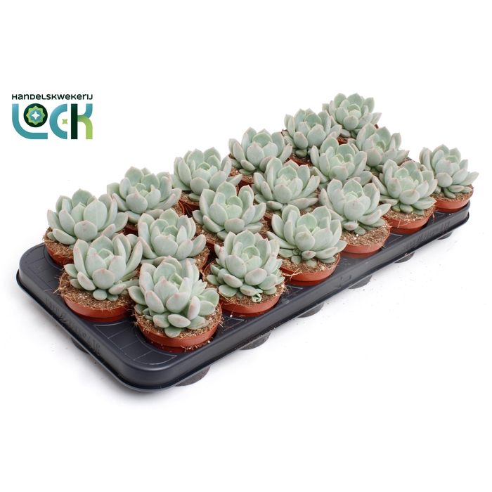 <h4>ECHEV ZONDER BLOEM</h4>