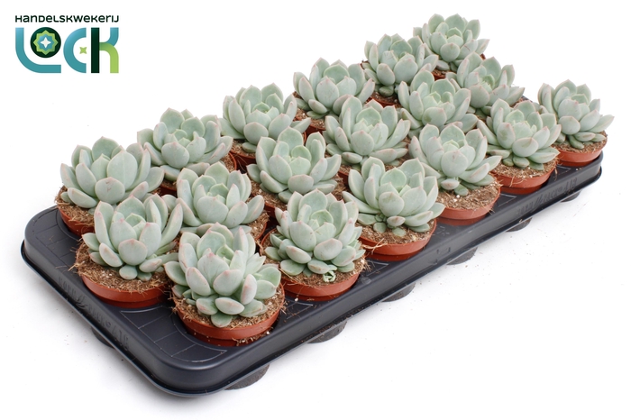 <h4>Echeveria Secunda</h4>
