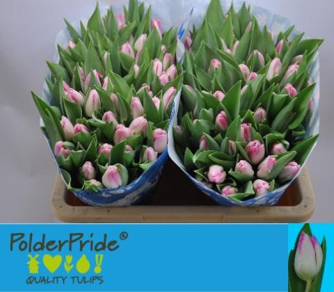 <h4>Tu En Sinfonie</h4>