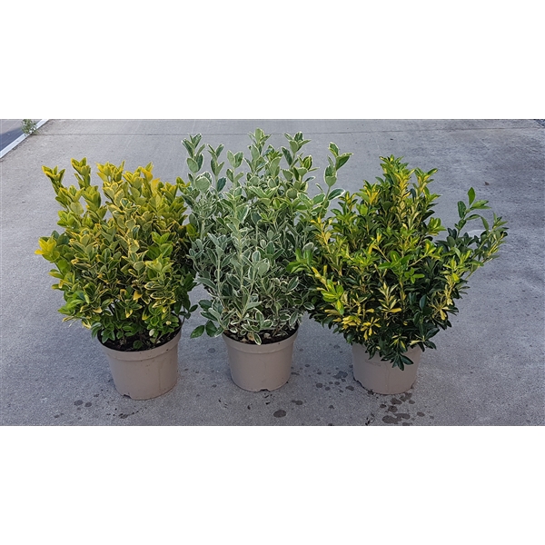 <h4>Euonymus mix</h4>