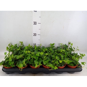 Hedera helix 'Wonder'