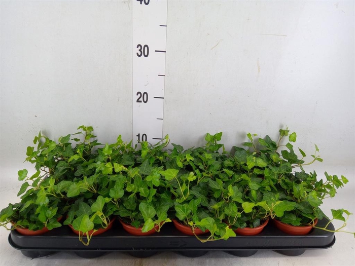 <h4>Hedera helix 'Wonder'</h4>