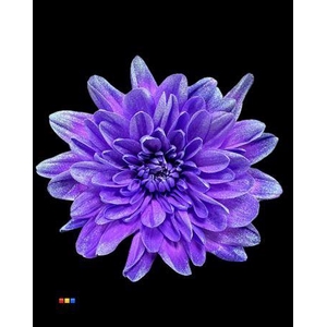 Chr T Baltica Milka + Satin