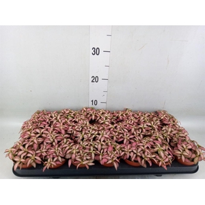 Fittonia  'Mosaic Pink Forest Flam'
