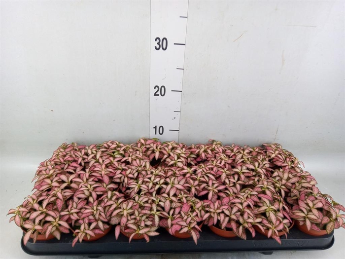 <h4>Fittonia 'Mosaic Pink Forest Flam'</h4>