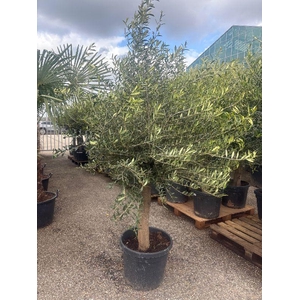 Olea europaea (Olijf) stam 45ltr