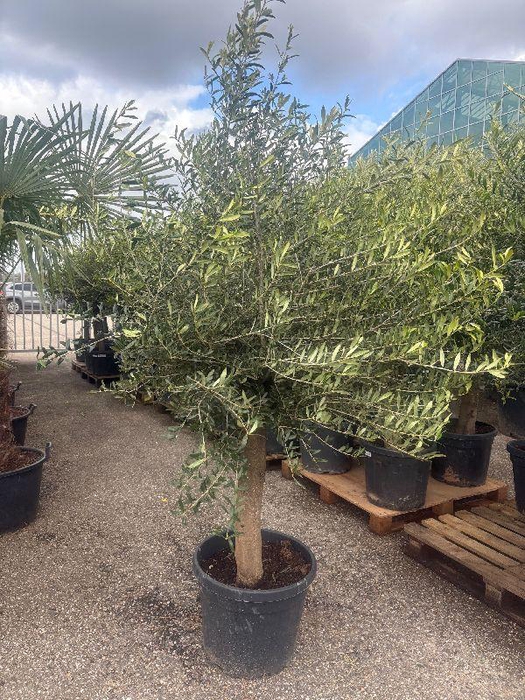 <h4>Olea europaea (Olijf) stam 45ltr</h4>