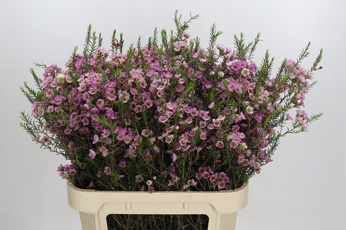 <h4>Chamelaucium Adi</h4>