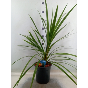 Cordyline indivisa 'Peko'