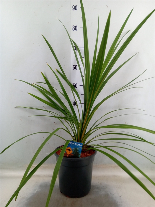 <h4>Cordyline indivisa 'Peko'</h4>