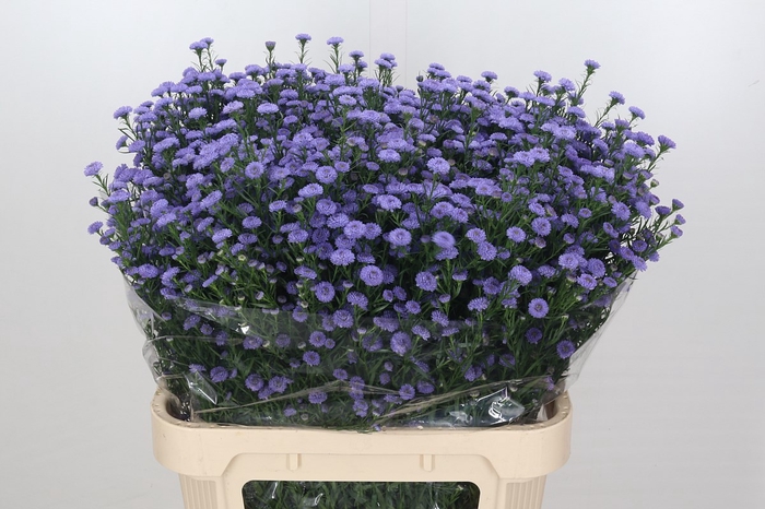 <h4>Aster Baby Blue</h4>