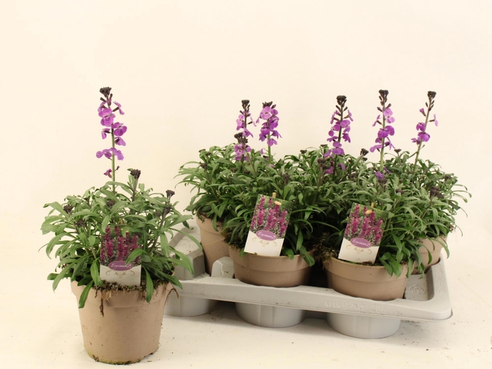 <h4>ERYS SUP BOWL MAUVE</h4>