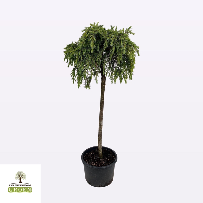 <h4>Cedrus deodara ‘Feelin Blue’ stam</h4>