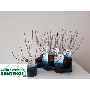 SALIX SUBOPPOSITA