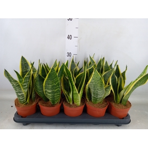 Sansevieria trifa. 'Futura Superba'