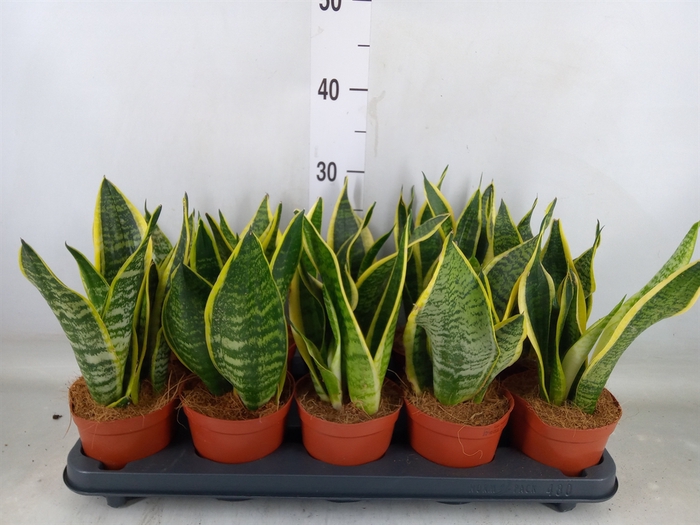 <h4>Sansevieria trifa. 'Futura Superba'</h4>
