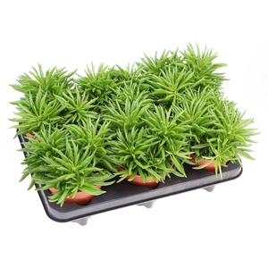 Peperomia ferreyrae 'Happy-Bean'