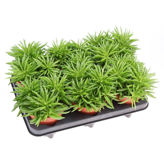 <h4>Peperomia ferreyrae 'Happy-Bean'</h4>