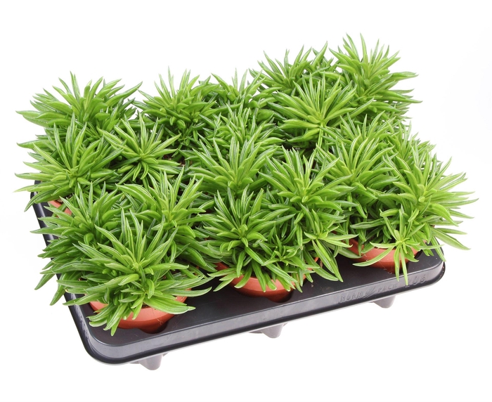 <h4>Peperomia ferreyrae 'Happy-Bean'</h4>