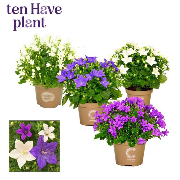 <h4>Campanula Mix 4</h4>
