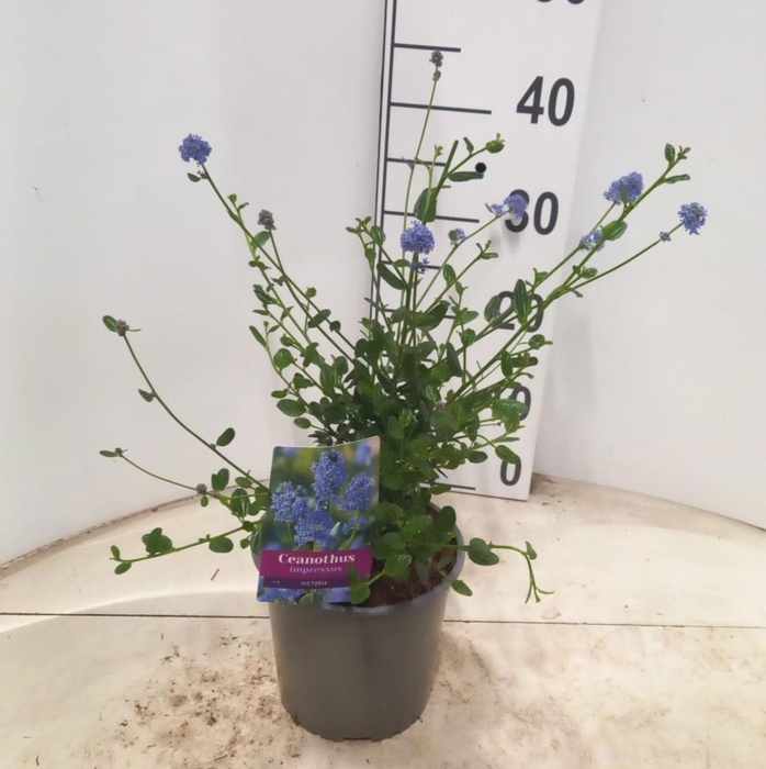 <h4>Ceanothus impressus 'Victoria'</h4>
