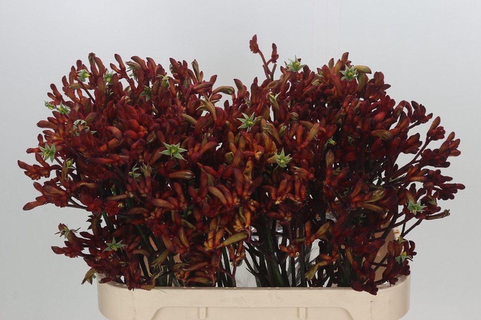 <h4>ANIGOZ EARLY SPRING</h4>