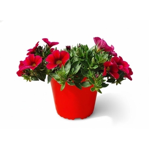 Calibrachoa Minifamous gemengd