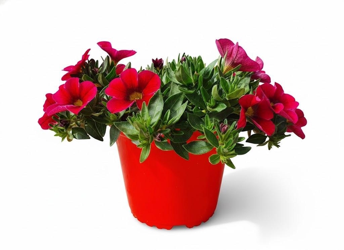 <h4>Calibrachoa Minifamous gemengd</h4>