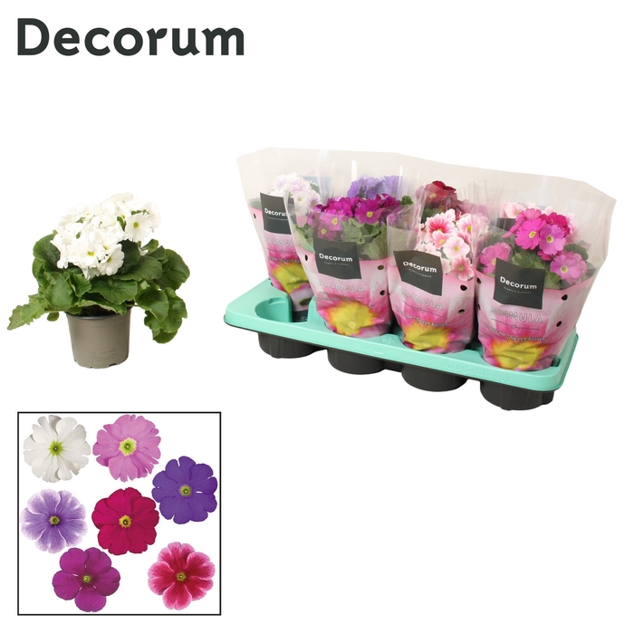 <h4>Primula 'Touch Me' Swedish mix | Decorum</h4>