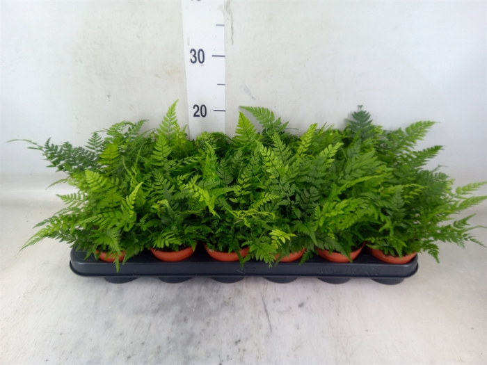 <h4>Athyrium   ...</h4>