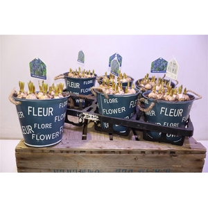 arr8 Arr Muscari In Zinken Pot