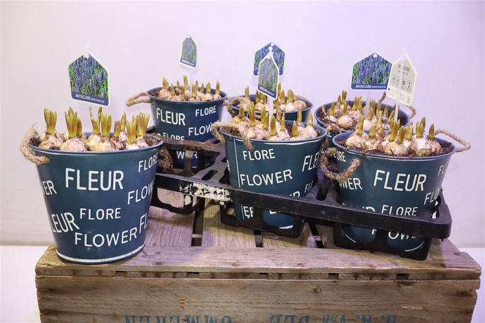 <h4>arr8 Arr Muscari In Zinken Pot</h4>