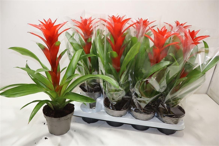 <h4>Guzm Amoretto</h4>