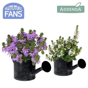Scaevola aemula overig