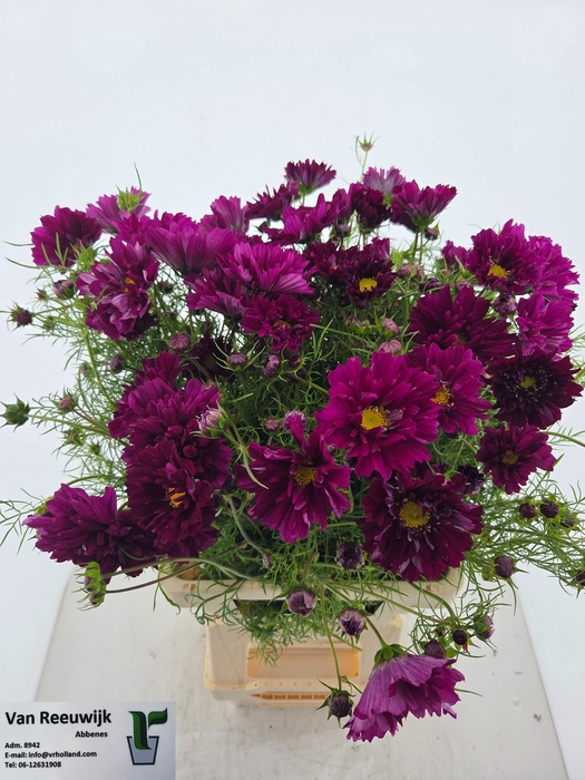 <h4>COSMOS BIPINNATUS</h4>
