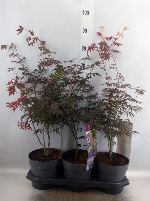 <h4>Acer palmatum 'Trompenburg'</h4>