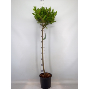 Laurus nobilis