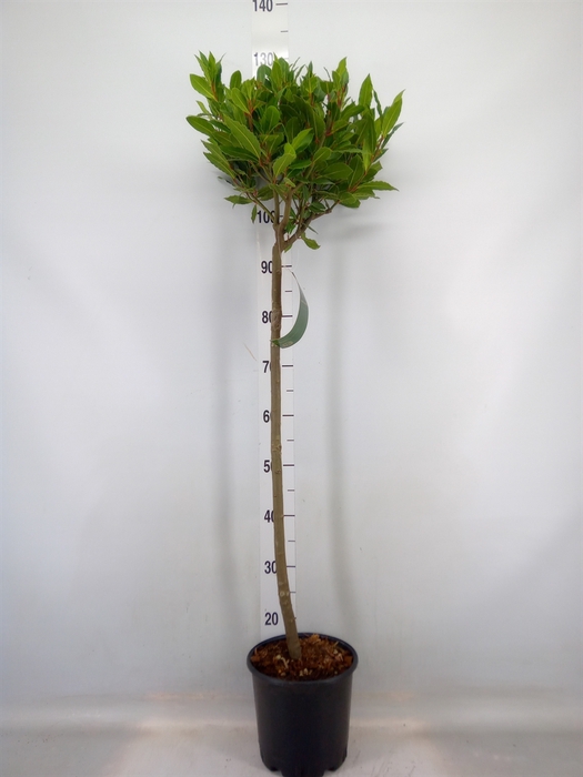 <h4>Laurus nobilis</h4>