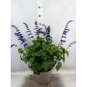 Salvia  'Black and Bloom'