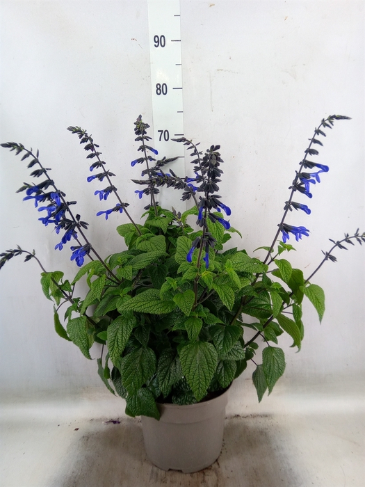 <h4>Salvia  'Black and Bloom'</h4>