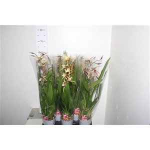 Brassia Summer Dream 2 Branches