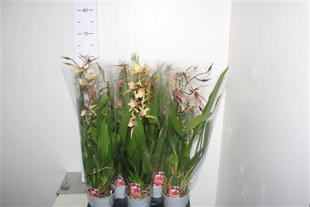 <h4>Brassia Summer Dream 2 Branches</h4>