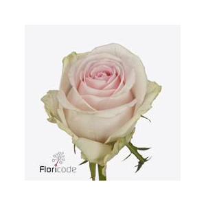 Rosa large revival sweet