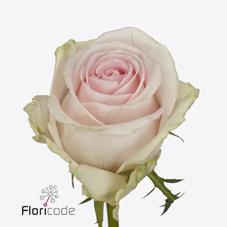 <h4>Rosa large revival sweet</h4>