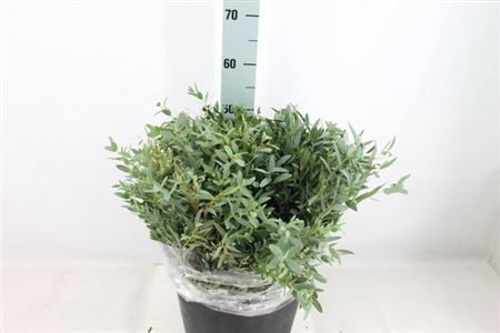 Euca Parvifolia Kort Extra 350 Gram