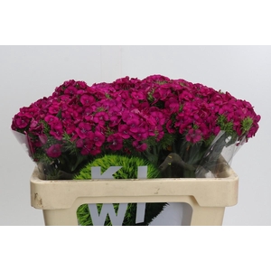 Dianthus Br Kiwi Fuchsia XXL