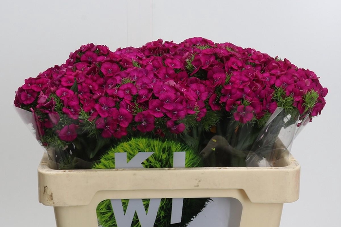 <h4>Dianthus Br Kiwi Fuchsia XXL</h4>